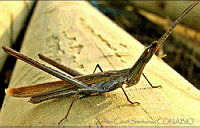 ZCS0032 Proctolabus sp..jpg