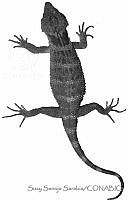 SSS0038 Xenosaurus platyceps.JPG