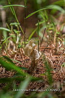 ZAPF 0831 Helvalla crispa.jpg