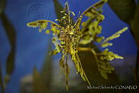 MS0161 Phycodurus eques.jpg