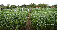 DRS 001 Zea mays.jpg