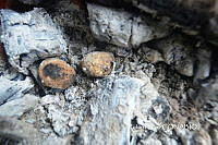 ZG009 085 Lycoperdon sp..jpg