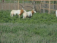 DH0005 Oryx dammah.jpg