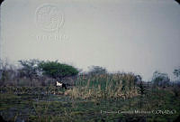 FGM2400 Typha latifolia.JPG