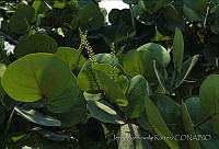 1701 Coccoloba uvifera.jpg