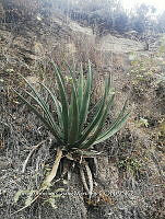 RG016 0964 Agave lechuguilla.jpg
