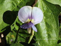 RG055 0263 Phaseolus vulgaris.jpg