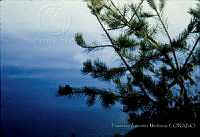 FGM3762 Pinus cembroides.JPG