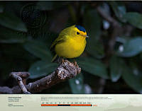 Chipe Encapuchado.jpg