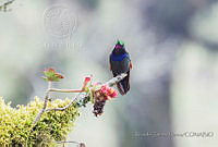 RTF037 Lamprolaima rhami.jpg