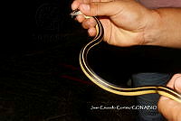 JCC0318 Coniophanes piceivittis.JPG