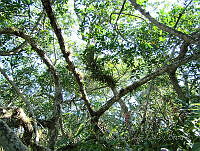 LRGA008 Rhizophora mangle y Acrostichum aureum.jpg
