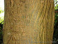 SHSM0002 Acacia cochliacantha.jpg