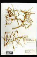 101348 Koeberlinia spinosa tenuispina.jpg