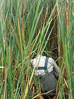 MBRL027 Erongarícuaro, Michoacán.JPG