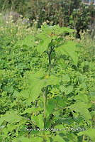 SG002 0082 Tithonia tubaeformis.jpg