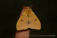 JCGM03016 Automeris io.jpg