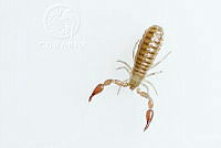 MASM07874 Pseudoscorpiones.jpg