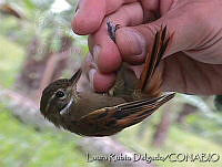 LRD0006 Xenops minutus.jpg