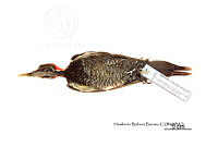 ME006 Aves 0678 Dryocopus lineatus.jpg