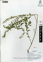 YPH3928 Teucrium cubense.jpg
