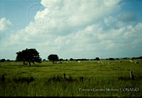 FGM2180 Altamira, Tamaulipas.JPG