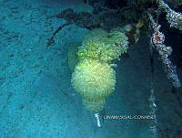 NE018 0905 Clavelina.jpg