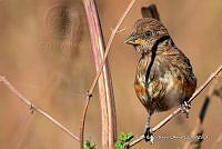 JRRO0561 Pipilo maculatus.jpg