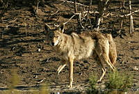 CNS0180 Canis latrans.jpg