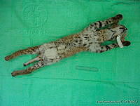 NGR0053 Lynx rufus.jpg