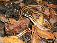 RACA 0036 Coniophanes  michoacanensis.JPG