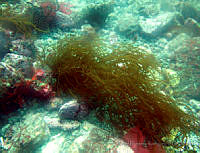 RRR242 Sarcodiotheca agardhichaudii.jpg