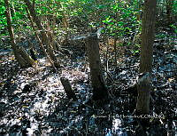 FN005 9 071 Laguncularia racemosa.jpg