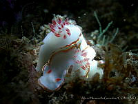 AEG0067 Doriprismatica sedna.jpg