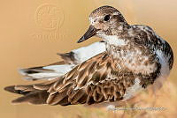 JRRO0525 Mimus parvulus.jpg