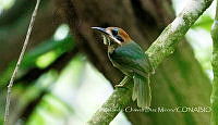 RCDM030 Hylomanes momotula.jpg