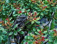 FCG01 Phrynosoma orbiculare.jpg