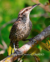 MN6F0069 Campylorhynchus yucatanicus.jpg