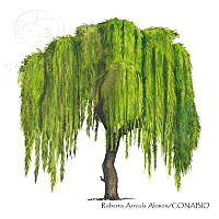 RAA0114 Salix babylonica.jpg