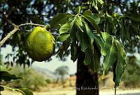 2161 Casimiroa sapota.jpg