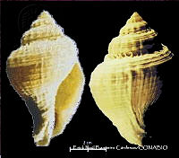 KT014 0549 Melongena corona.JPG