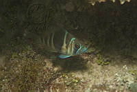 IDG1706 Hypoplectrus puella.jpg