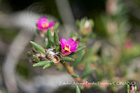 ZAPF0485 Portulaca pilosa.jpg