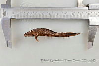 RQTG0973 Pterygoplichthys disjunctivus.jpg