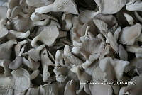 ZG014 0003 Pleurotus_ostreatus.jpg