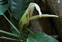 Yolox 569 Philodendron inaequilaterum.jpg