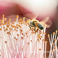 MN6PG0453 Apis mellifera.jpg