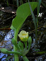 JVB0073 Limnocharis flava.jpg