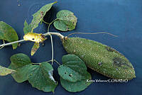 ME010 KV 00550 Amphilophium crucigerum (L.) L.G. Lohmann, 2008.JPG