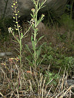 PTL0898 Lepidium schaffneri.jpg